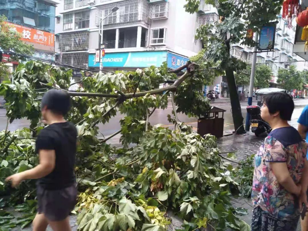 狂風(fēng)暴雨吹斷大樹 多部門聯(lián)合迅速清理