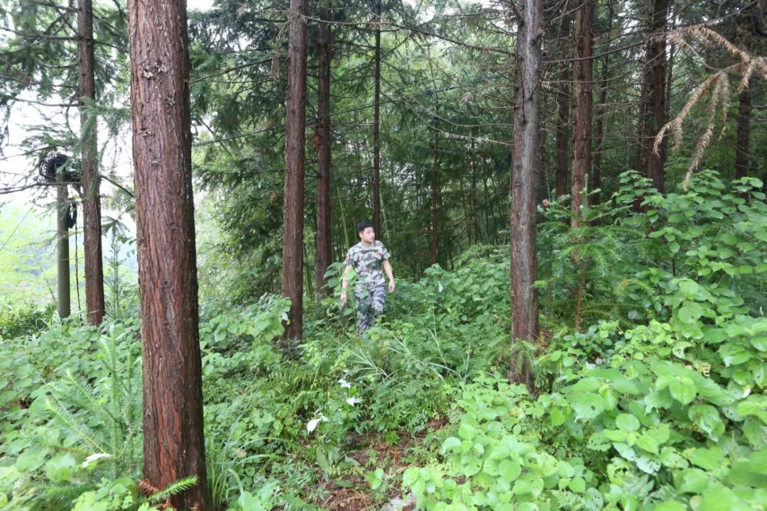 洪江區(qū)：全面推行林長制 守護“生態(tài)綠”