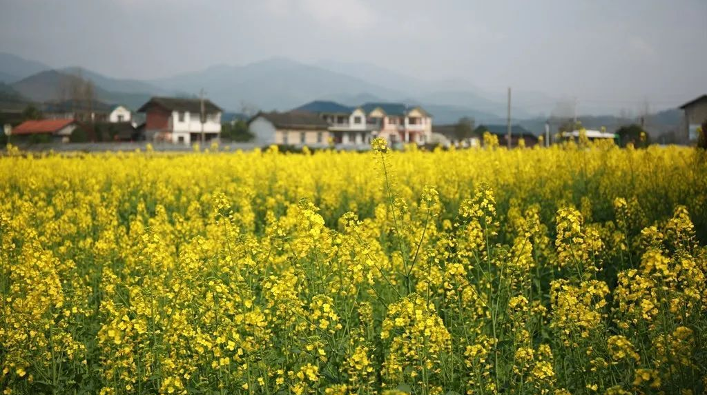 五溪大地春意濃——懷化市備春耕見聞