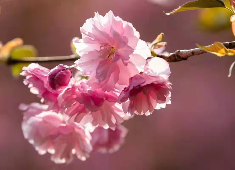 “沾衣不濕櫻花雨”，來(lái)洪江區(qū)赴一場(chǎng)浪漫的春日之約