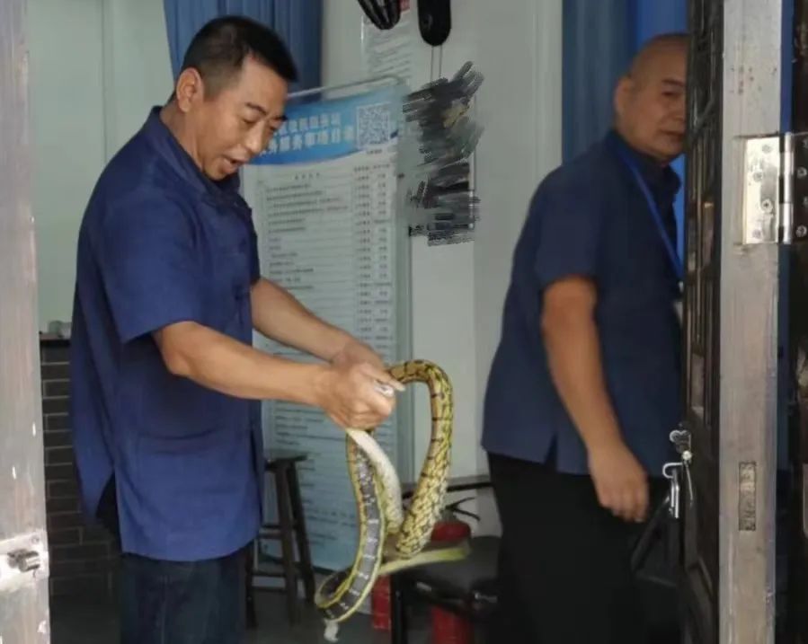 這條“閑逛”的“大花”被一把逮住了！