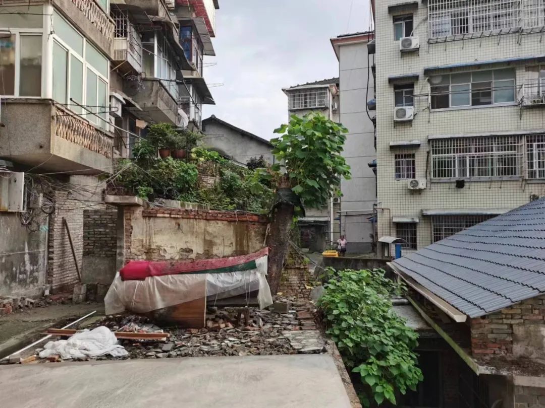 社區(qū)護(hù)民砍樹(shù)  消除安全隱患