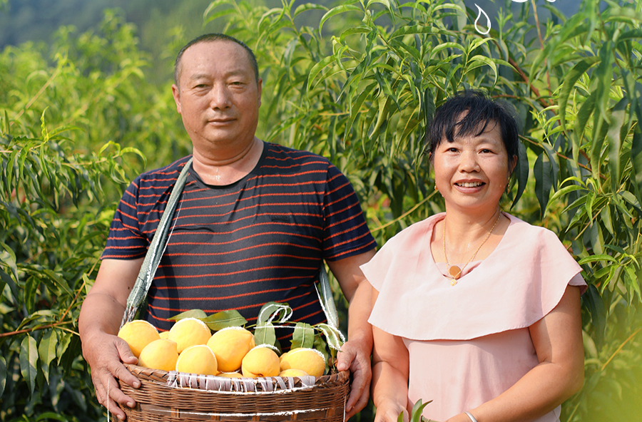 海報(bào)丨“桃”你歡心 炎陵黃桃畫豐收“最甜”笑臉