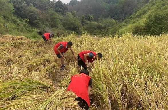 秋收時節(jié)，田間地頭飄揚(yáng)“志愿紅”！