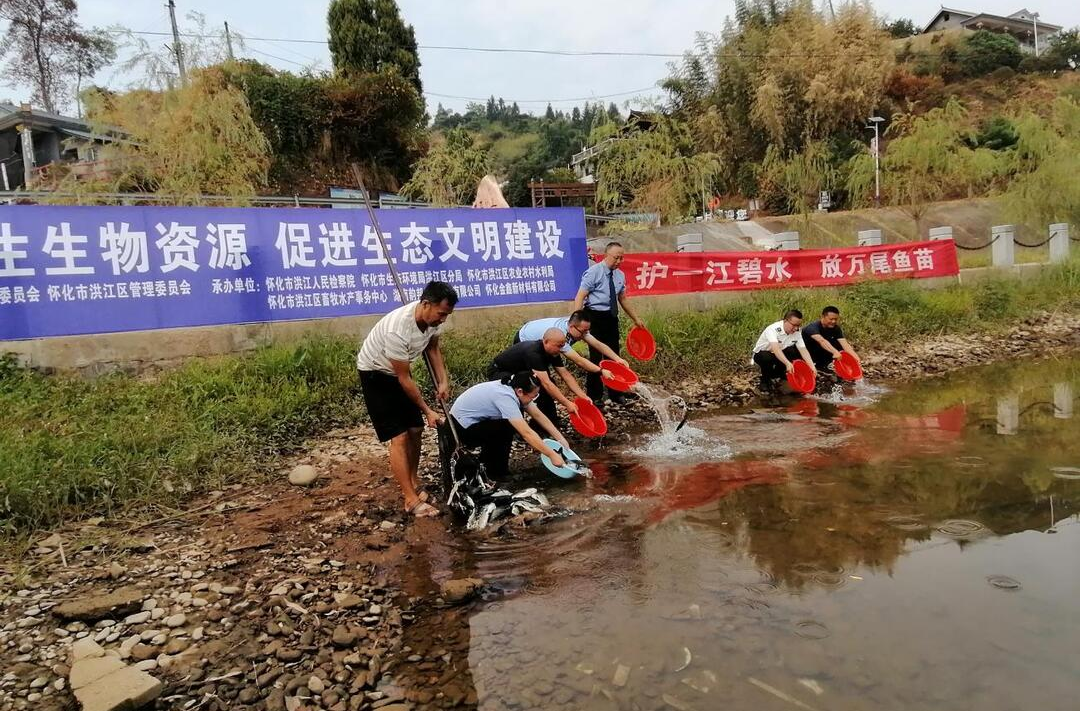 洪江區(qū)：萬尾魚苗游進(jìn)沅江 增殖放流修復(fù)生態(tài)