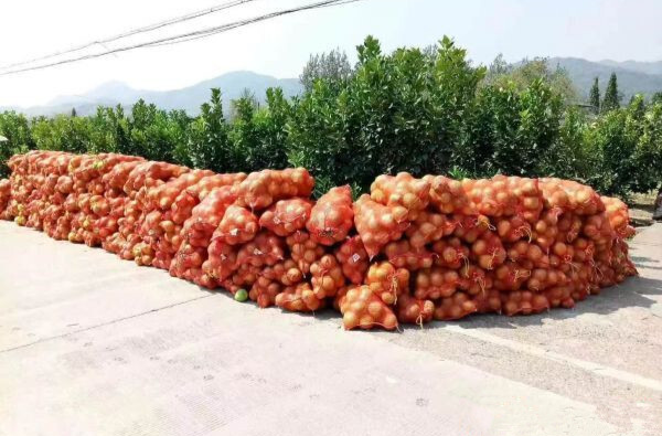 華麗轉(zhuǎn)身，落地柚成了“手里有”