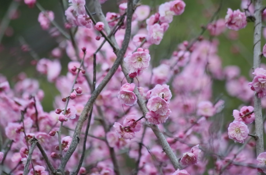 嵩云梅花次第開 玉蕊含香待君賞