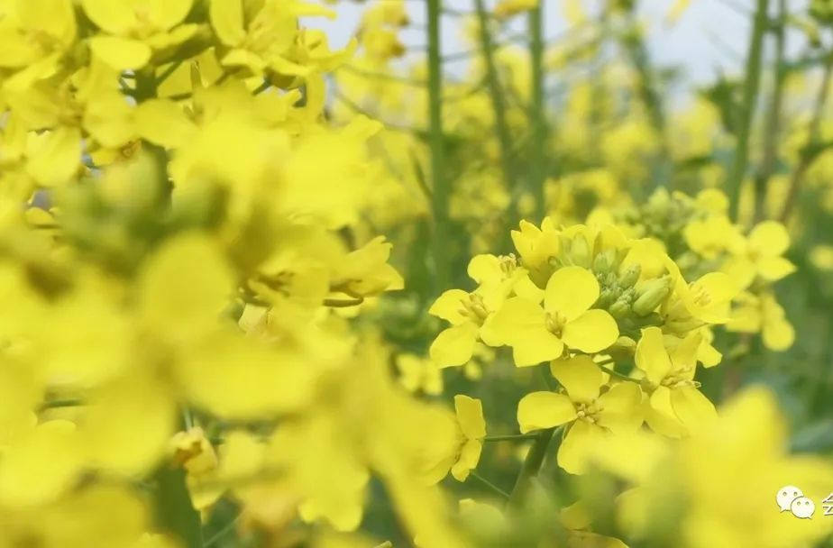 繼網(wǎng)開(kāi)來(lái) 鏈動(dòng)懷化丨有一種春天叫油菜花開(kāi)！歡迎廣大朋友來(lái)大將故里會(huì)同做客