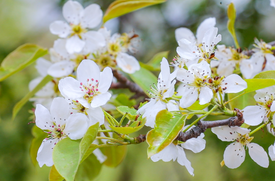 繼網(wǎng)開(kāi)來(lái) 鏈動(dòng)懷化 | 靖州萬(wàn)畝梨花開(kāi) 你會(huì)和誰(shuí)來(lái)~