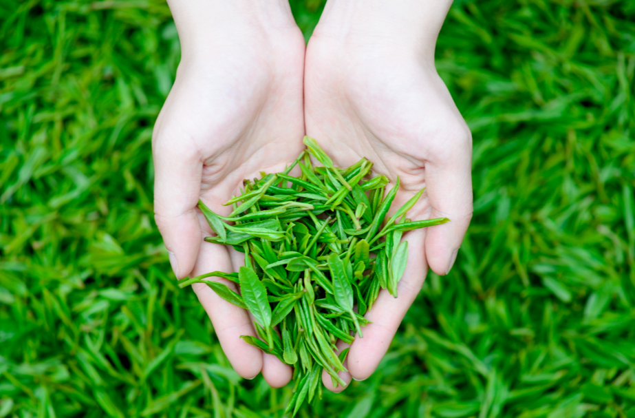 快來報名啦，有重獎！“嵩云茗香”系列重啟，尋找熱愛制茶、茶藝的你