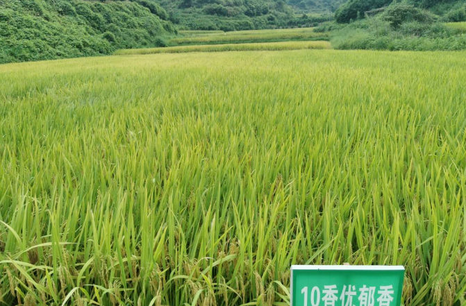 1000畝優(yōu)質(zhì)稻示范片迎豐收