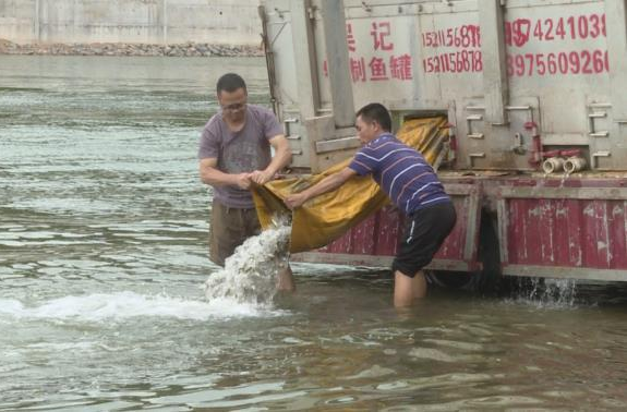 增殖放流，300萬(wàn)尾魚(yú)苗游入沅江！