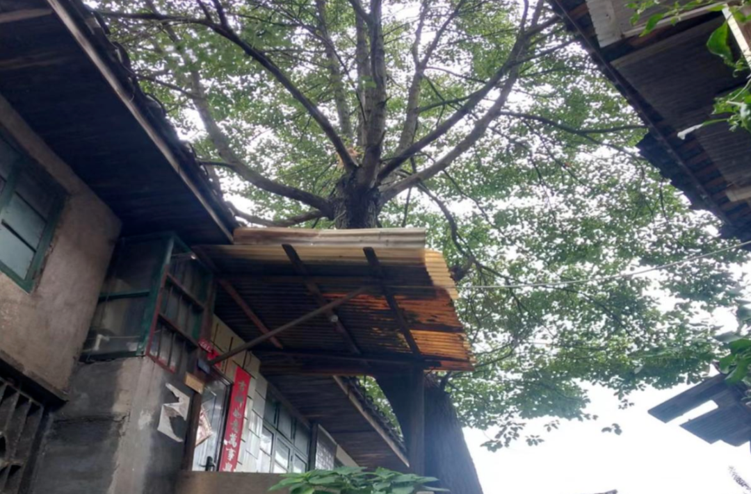 唐阿姨懸著的心，放下了……