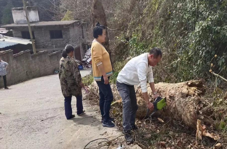 清理倒伏樹(shù)木 消除安全隱患