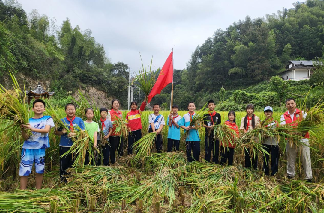 黨員師生踐農(nóng)耕 收割稻谷慶豐年