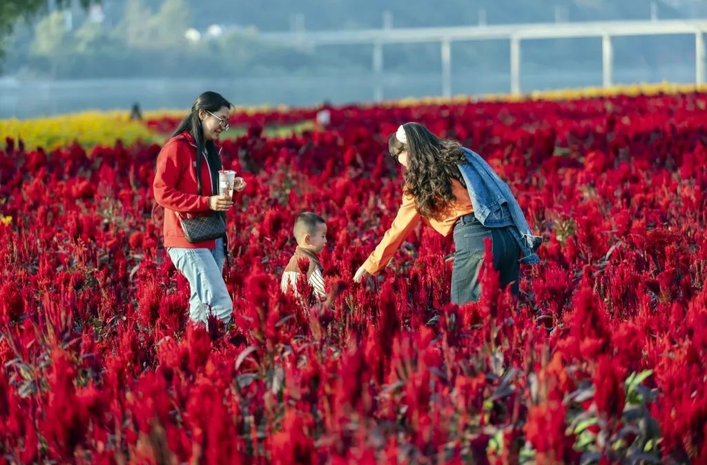 暢游洪江區(qū)芳華年代，赴一場花海之約
