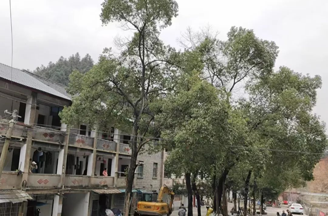 砍掉危樹，居民心安