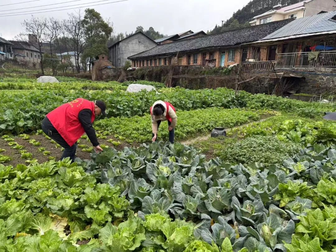 禁種鏟毒守凈土 織密禁毒防護網
