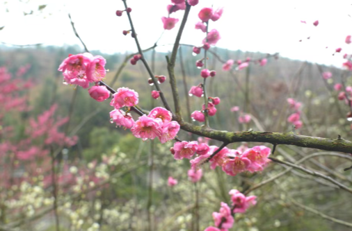 速來打卡！嵩云山梅花開了！