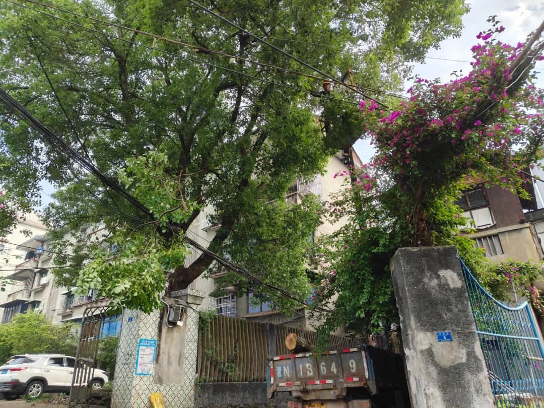 修剪樹枝除隱患，安全守護(hù)暖民心