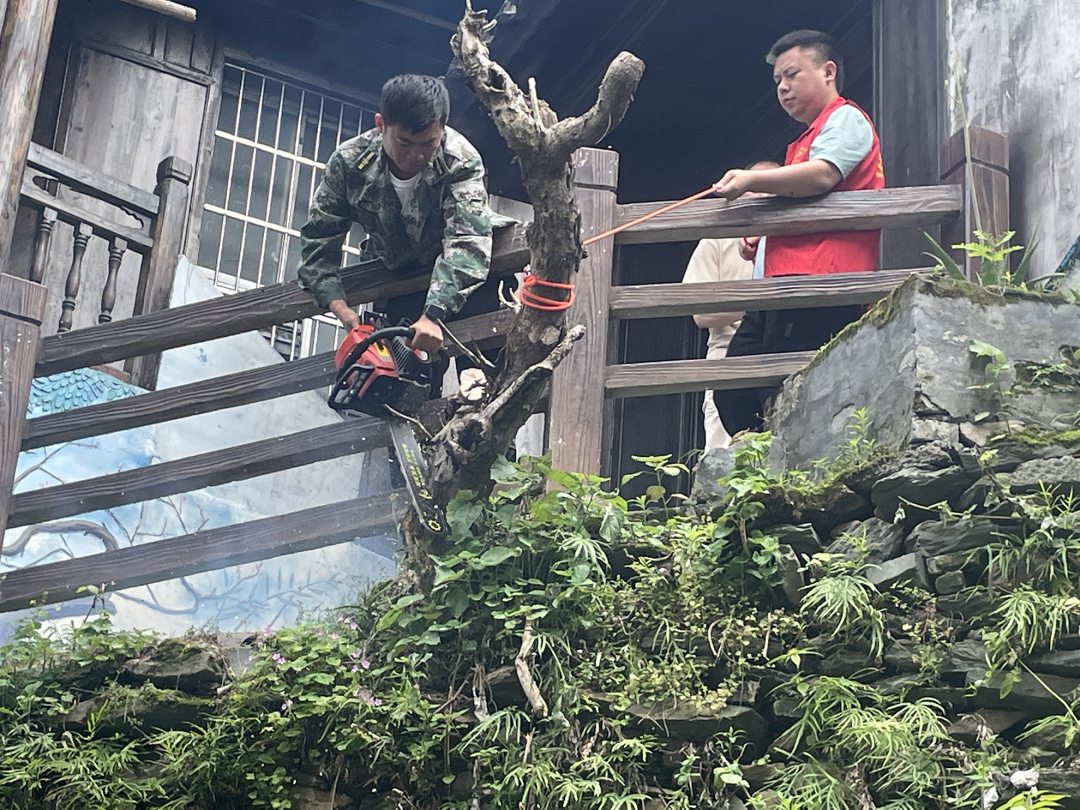 治理危樹(shù)除隱患 為民解憂保安全