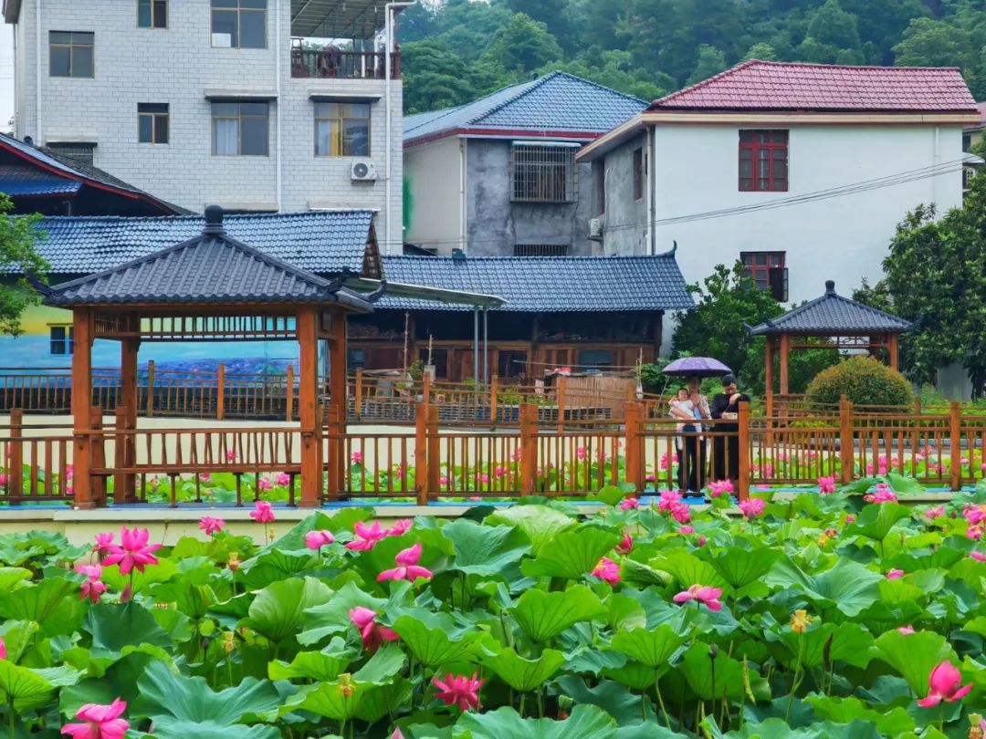@所有人，洪江區(qū)這個(gè)地方的荷花開了~~