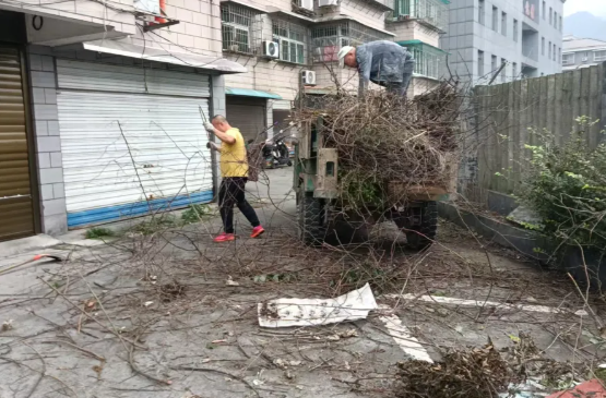 清理枯枝消隐患 精细治理护平安