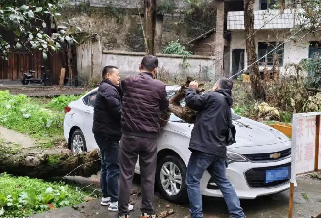 空心樹砸車急處置 多部門聯(lián)動護(hù)平安