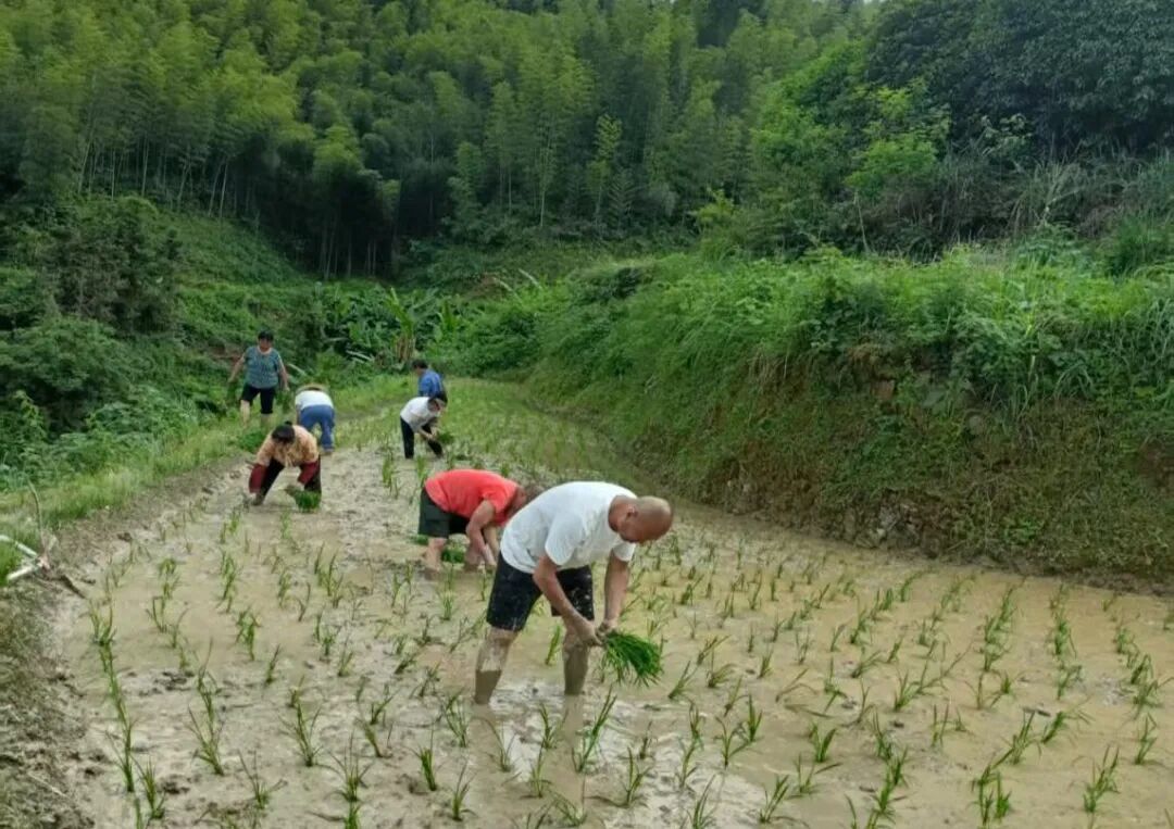 脚沾泥土“栽”希望 心系百姓显担当