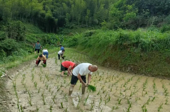 脚沾泥土“栽”希望 心系百姓显担当