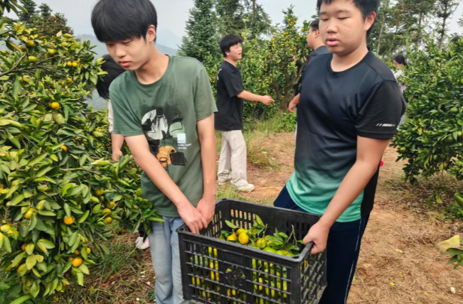 秋橘凝嘉实，躬劳悟耕耘